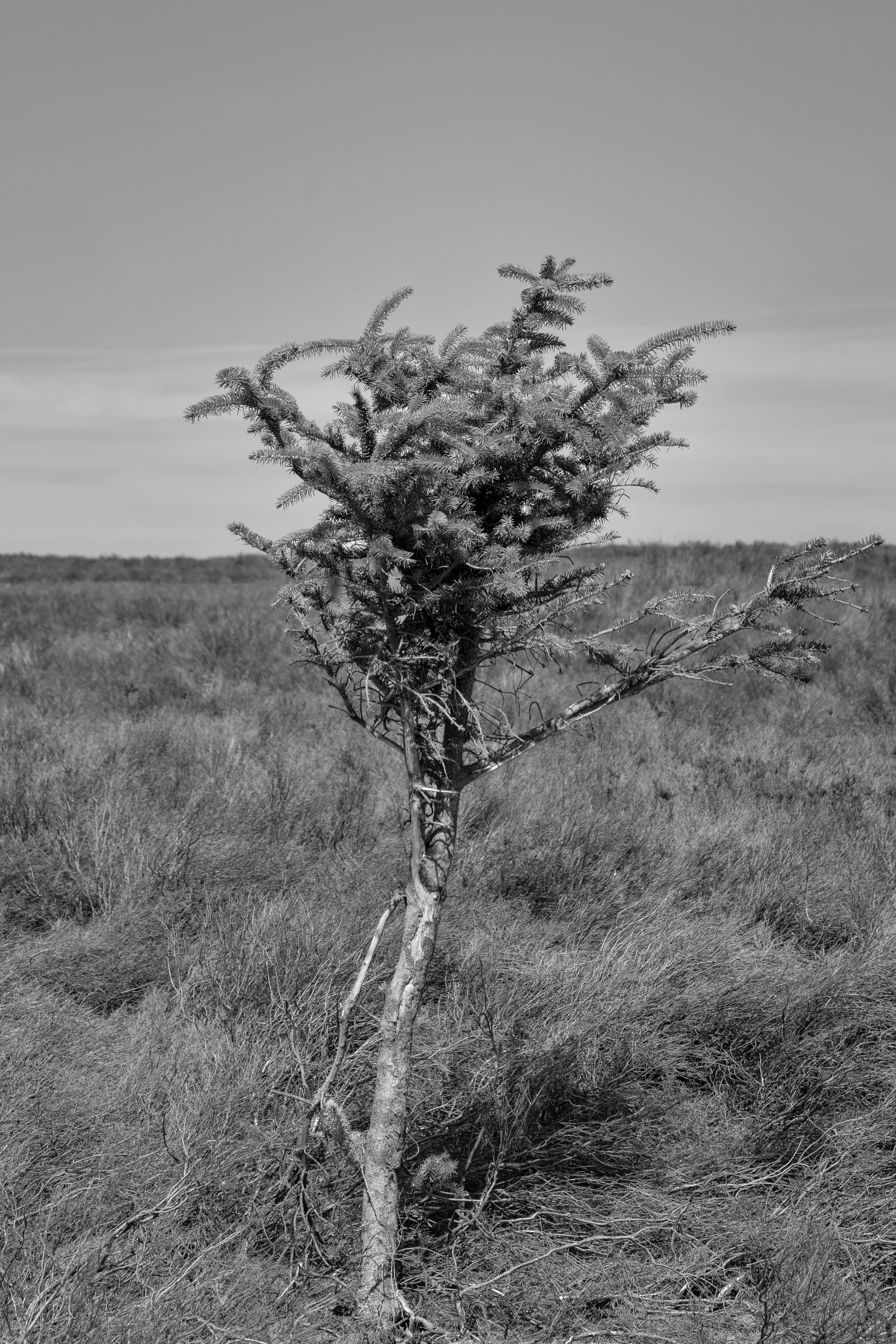 barren